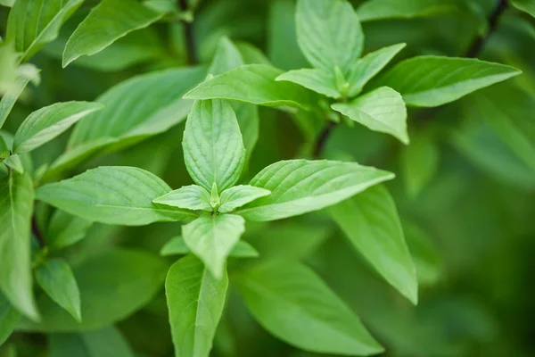 Fresh basil leaves plant tree on nature background / Asian thai — Stock Photo, Image