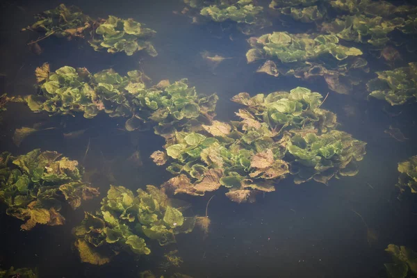 Fresh water weeds underwater / Plants water lettuce in the natur