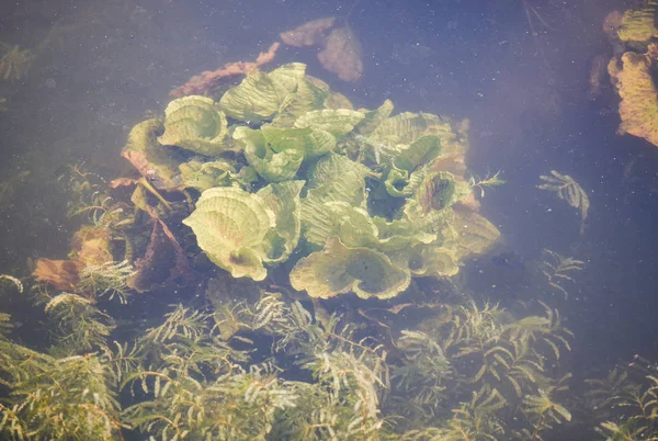 Ervas daninhas de água doce subaquáticas / Plantas de alface de água na natureza — Fotografia de Stock