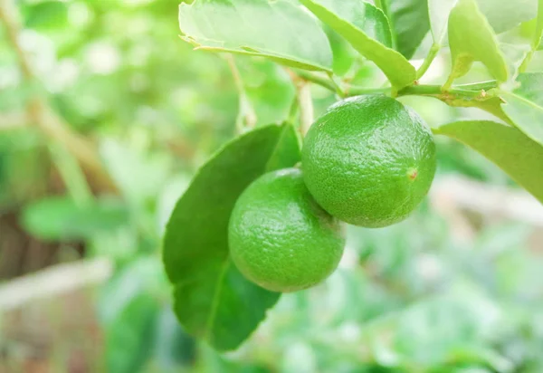 Verse limoen groene citroen fruit hangen op boom Branch in de biologische — Stockfoto