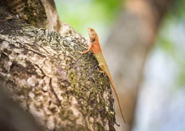 Jaszczurka ogrodowa na drzewie/wspólna brązowa jaszczurka Azja Reptile wildlif — Zdjęcie stockowe