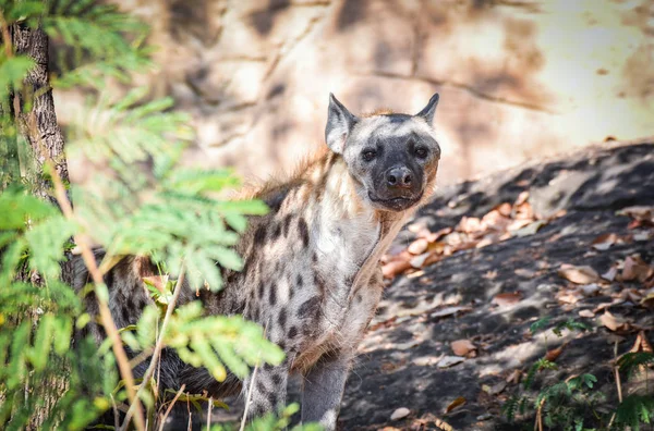 Гиена в национальном парке Южной Африки / Spotted hyena Crocuta — стоковое фото