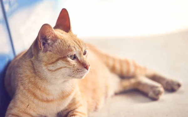 Orange gestromte Katze auf dem Boden liegend / asia cat — Stockfoto