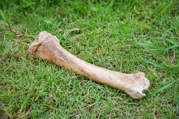 Zvířecí kost na louce zelené trávy pro psa — Stock fotografie