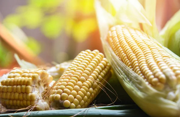 Fresh corn on cobs and sweet corn ears   on table nature sunligh