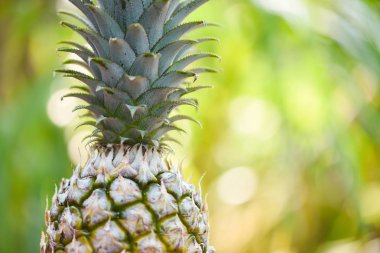 Doğa arka plan üzerinde taze ananas / ananas tropic yakın