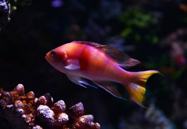Cichlid balık renkli yüzme balık tankı sualtı akvaryumu 
