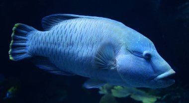 Humphead maori wrasse balık / deniz yaşamı Yüzme Napoleon balık 