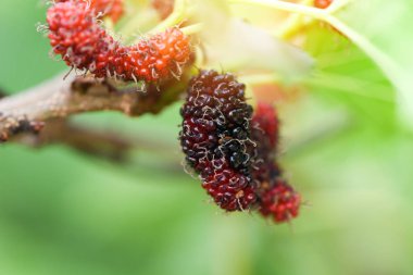 Ağaçta taze dut / Olgun kırmızı dut meyve dal ve