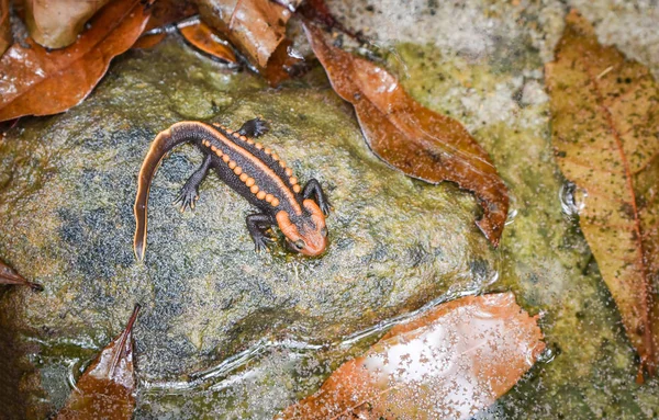 Salamander auf dem Felsen / Reptil Krokodilsalamander s — Stockfoto