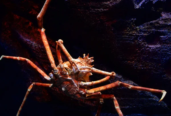 Japanische Riesenspinnenkrabbe schwimmt Unterwasseraquarium auf der — Stockfoto