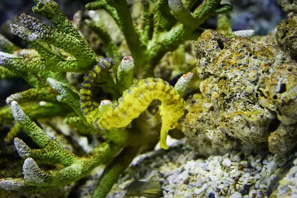 Thorny Seahorse cute sea animal / beautiful yellow sea horse swi