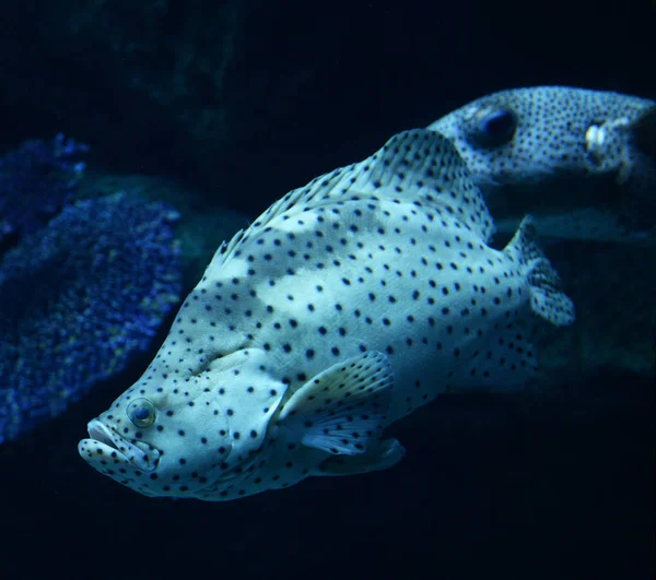 Barramundi kabeljauw/grouper vis zwemmen mariene leven onderwater OC — Stockfoto