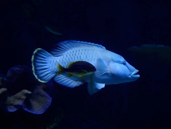 Humphead 마 오리 양 생선 / 해양 생물 수영 나폴레옹 피쉬 — 스톡 사진