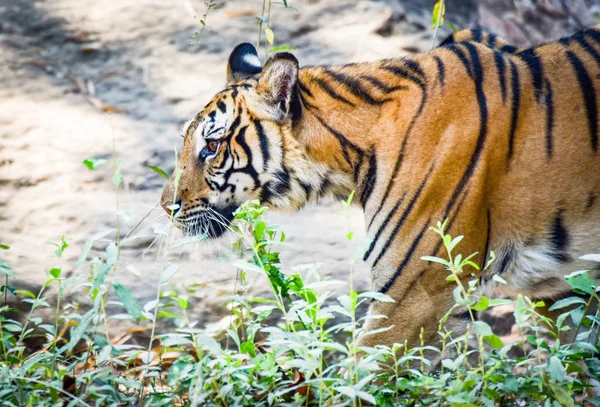 Królewski Bengalski Tygrys chodzenia i szuka zdobycz w Narodowym — Zdjęcie stockowe