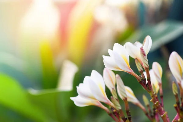 Plumeria flor o planta frangipani en el jardín — Foto de Stock