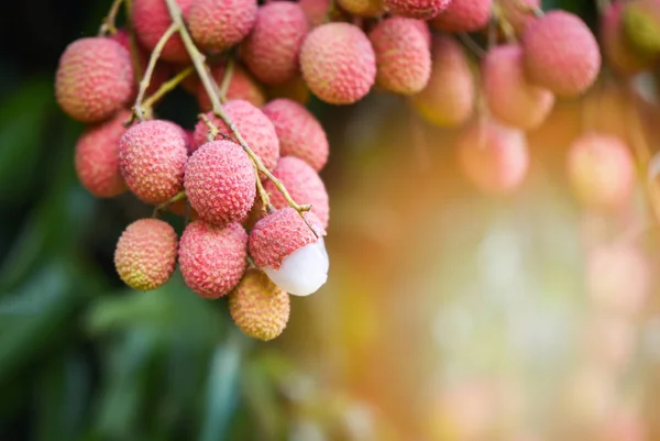 Fruto fresco de lichi maduro cuelga del árbol de lichi en el jardín — Foto de Stock