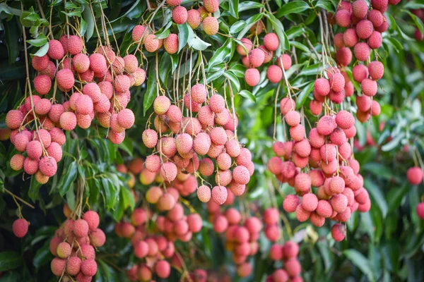Свіжі стиглі плоди лічі висять на дереві лічі в саду — стокове фото