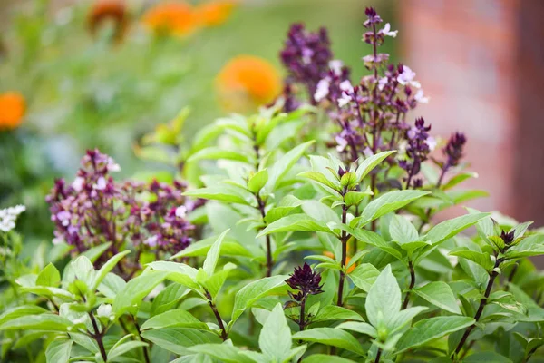 Fresh basil plant tree on nature background / Green leaf and pur