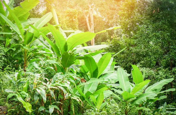 バナナフィールド緑のジャングル自然 trop-2 で成長しているバナナの木 — ストック写真