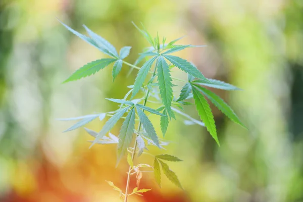 Cannabis leaves marijuana plant tree growing in pot on nature gr — Stock Photo, Image