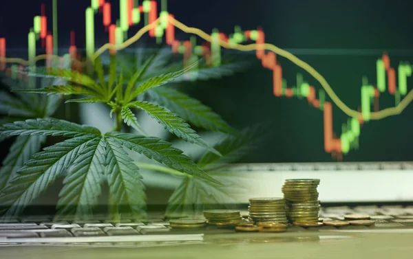 Negócios cannabis deixa mercado de ações de maconha ou trad — Fotografia de Stock