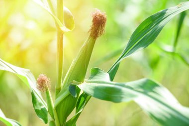 Mısır tarlası güneş ışığı ve gree sapı taze mısır koçanları