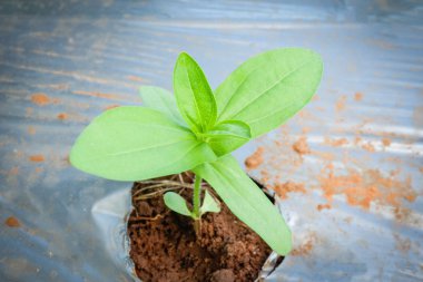 Genç ayçiçeği bitkisi plastik ekerek büyüyor. 