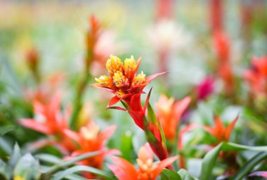 Bromeliad çiçek süslemeleri / Güzel kırmızı ve sarı bromeliad g