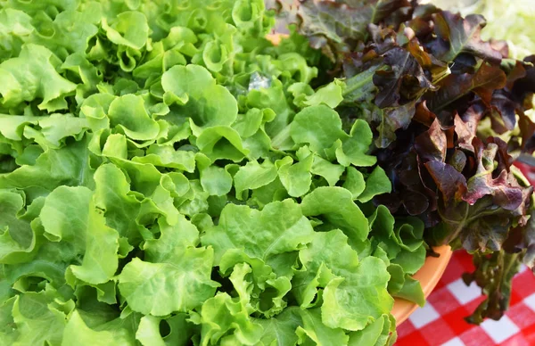 Green oak and red oak lettuce salad vegetable in bowl