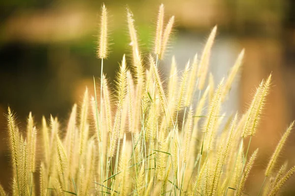 Mission grass flower or Pennisetum pedicellatum grass meadow sun — Stock Photo, Image