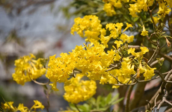 Gelbe Blumen Baum tabebuia spectabilis / Goldbaum im Par — Stockfoto