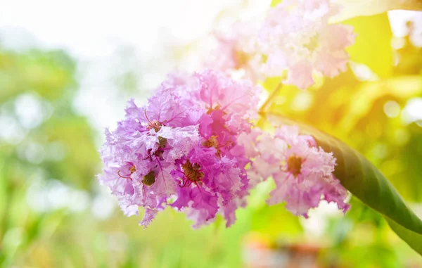 Fiore della regina albero viola o Lagerstroemia loudonii fiori blo — Foto Stock