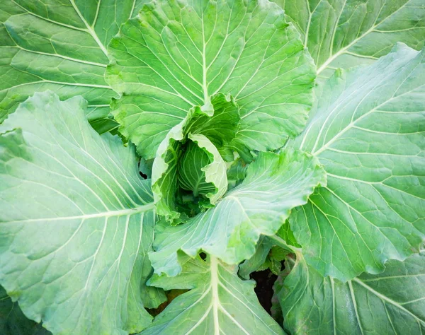 Repollo vegetal verde sobre fondo repollo fresco orgánico en f —  Fotos de Stock