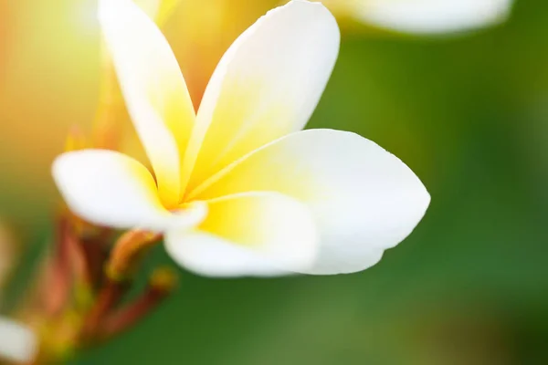 Квітка сливи або квітка франгіпані в саду зелений б — стокове фото