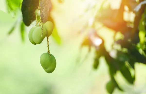 Young mango on tree tropical fruit / Fresh green mango with sunl — 스톡 사진