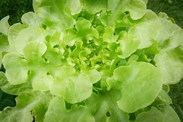 Vihreä tammi salaatti salaatti lähikuva kasvaa maatilan vihannesten hydr — kuvapankkivalokuva
