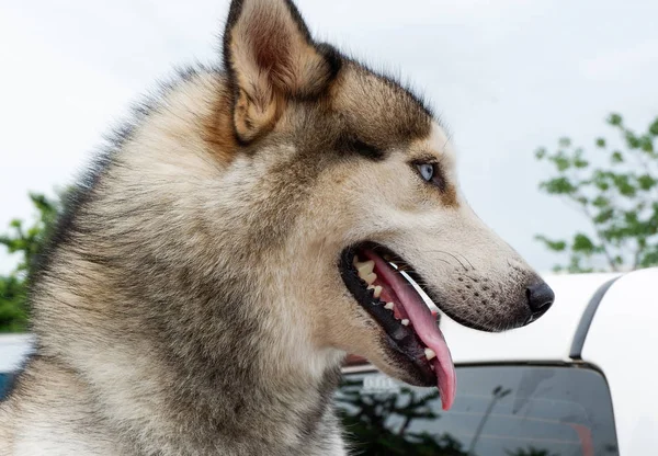 Sibirya Husky köpek dili çehresini yakın çekim — Stok fotoğraf