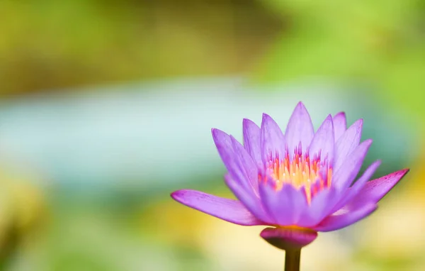 Purple water lily flower blooming in the lotus pond with sunligh