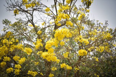 Sarı çiçekler ağaç tabebuia spectabilis / Goldentree in the par