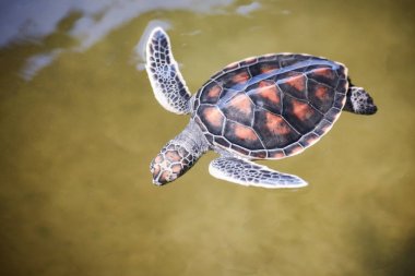 yeşil kaplumbağa çiftliği ve su gölet / hawksbill deniz tur yüzme