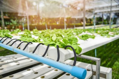 Hydroponic sistemi genç sebze ve taze yeşil tereyağı marul