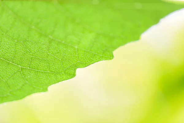 Nature abstraite feuille verte sur arbre belle avec lumière du soleil doux — Photo