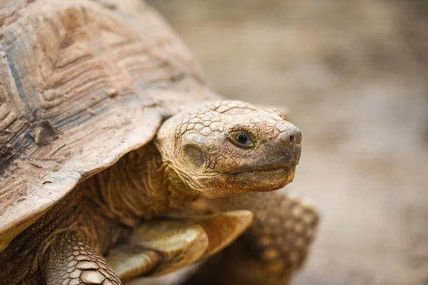 Африканская черепаха / Закрыть голову черепахе — стоковое фото