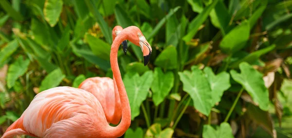 Bela ave flamingo laranja na natureza verde planta tropical ba — Fotografia de Stock