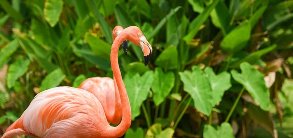 Krásný pták plameňák oranžový na přírodní zelené tropické rostlině ba — Stock fotografie