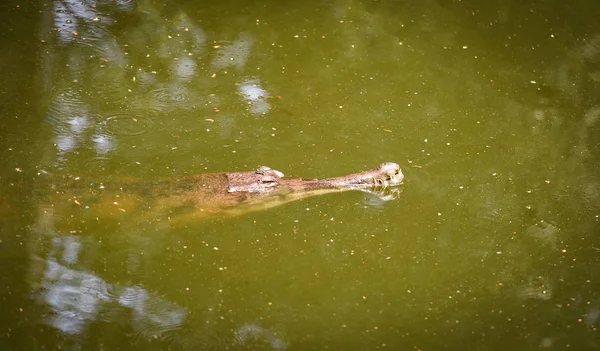 Gavial krokodil vagy a Gangeszi gaviál úszó víztározó természet — Stock Fotó