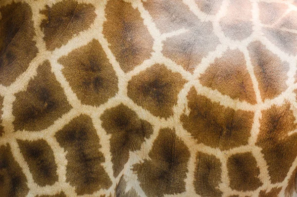 Close-up van dieren Wildlife echte Giraffe huidtextuur achtergrond — Stockfoto