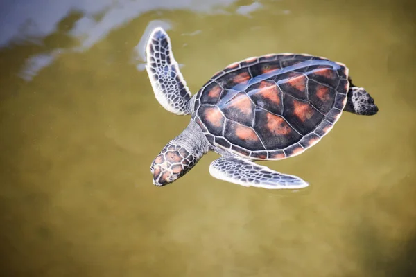 Зеленая черепаха ферма и плавание на водоеме / hawksbill море tur — стоковое фото