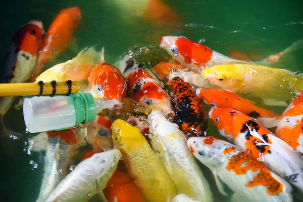 Feeding fish carp with milk bottle / Colorful fancy koi fish on — Stok Foto